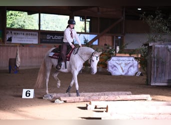 Andalusier, Stute, 12 Jahre, 157 cm, Perlino