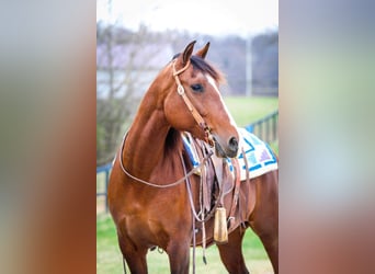 Andalusier, Stute, 12 Jahre, 157 cm, Rotbrauner