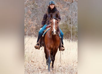 Andalusier, Stute, 12 Jahre, 157 cm, Rotbrauner