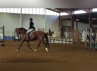 Andalusier, Stute, 12 Jahre, 157 cm, Rotbrauner
