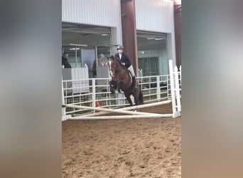 Andalusier, Stute, 12 Jahre, 157 cm, Rotbrauner