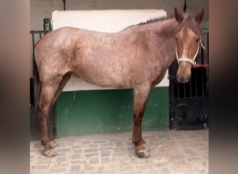 Andalusier, Stute, 12 Jahre, 158 cm, Roan-Red