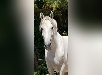 Andalusier, Stute, 12 Jahre, 160 cm, Schimmel