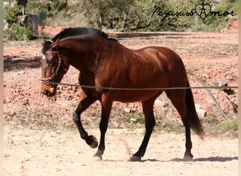 Andalusier, Stute, 12 Jahre, 162 cm, Brauner