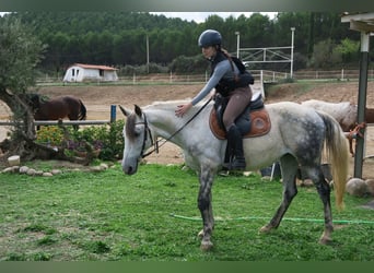 Andalusier, Stute, 12 Jahre, 164 cm, Apfelschimmel