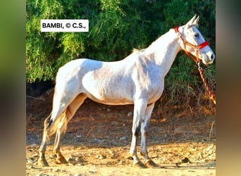 Andalusier, Stute, 12 Jahre, 165 cm, Fliegenschimmel