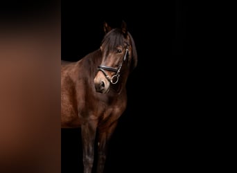 Andalusier Mix, Stute, 12 Jahre, 168 cm, Brauner