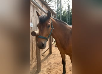 Andalusier Mix, Stute, 13 Jahre, 145 cm, Brauner