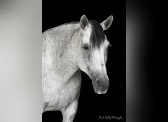Andalusier Mix, Stute, 13 Jahre, 152 cm, Schimmel