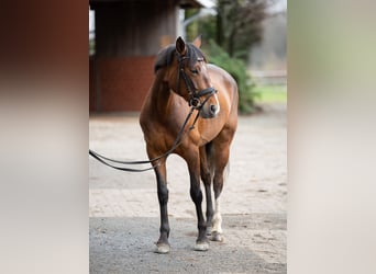 Andalusier, Stute, 13 Jahre, 155 cm, Brauner