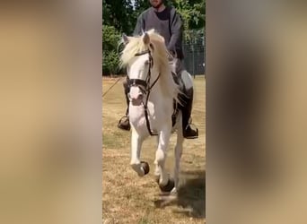 Andalusier, Stute, 13 Jahre, 155 cm, Cremello