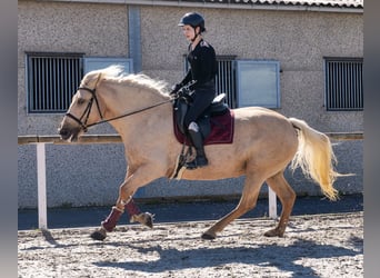 Andalusier, Stute, 13 Jahre, 155 cm, Palomino