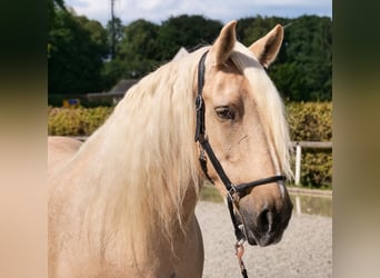 Andalusier, Stute, 13 Jahre, 155 cm, Palomino