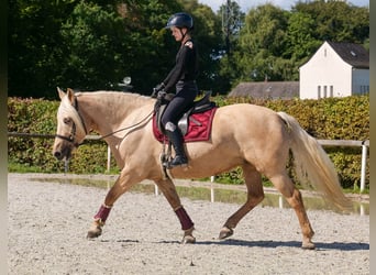 Andalusier, Stute, 13 Jahre, 155 cm, Palomino