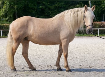 Andalusier, Stute, 13 Jahre, 155 cm, Palomino