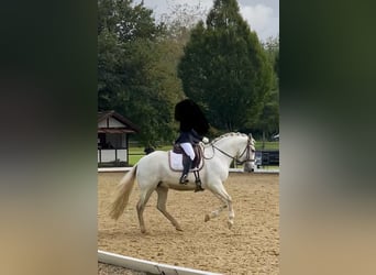 Andalusier, Stute, 13 Jahre, 156 cm, Schimmel