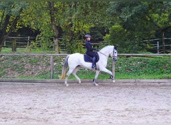 Andalusier, Stute, 13 Jahre, 156 cm, Schimmel