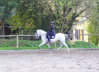 Andalusier, Stute, 13 Jahre, 156 cm, Schimmel