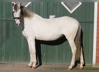 Andalusier, Stute, 13 Jahre, 160 cm, Schimmel