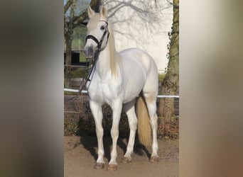 Andalusier Mix, Stute, 13 Jahre, 162 cm, Schimmel