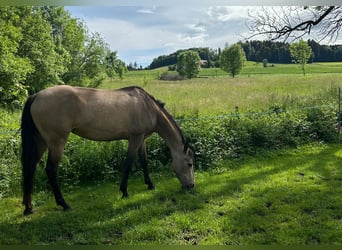 Andalusier Mix, Stute, 13 Jahre, Falbe
