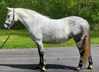 Andalusier, Stute, 13 Jahre, Schimmel
