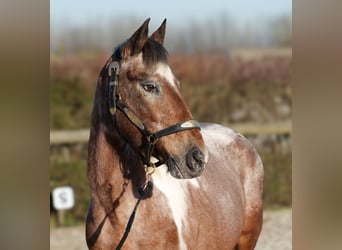 Andalusier, Stute, 14 Jahre, 142 cm, Red Dun