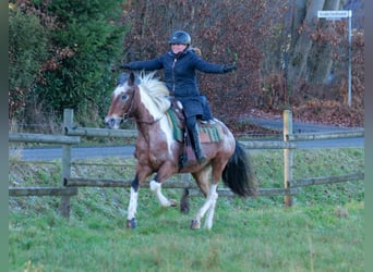 Andalusier, Stute, 14 Jahre, 142 cm, Red Dun