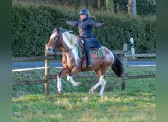 Andalusier, Stute, 14 Jahre, 142 cm, Red Dun