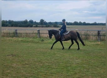 Andalusier Mix, Stute, 14 Jahre, 147 cm, Dunkelbrauner