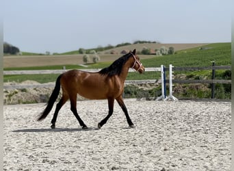 Andalusier, Stute, 14 Jahre, 154 cm, Brauner