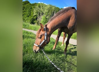 Andalusier, Stute, 14 Jahre, 154 cm, Dunkelfuchs