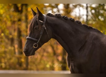 Andalusier Mix, Stute, 14 Jahre, 155 cm