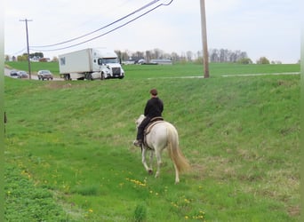 Andalusier, Stute, 14 Jahre, 157 cm, Schimmel