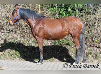 Andalusier, Stute, 14 Jahre, 158 cm, Brauner