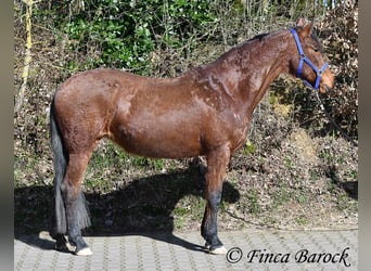 Andalusier, Stute, 14 Jahre, 158 cm, Brauner