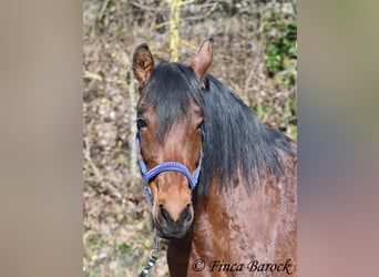 Andalusier, Stute, 14 Jahre, 158 cm, Brauner