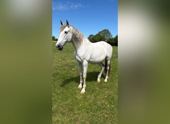 Andalusier, Stute, 14 Jahre, 158 cm, Fliegenschimmel