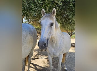 Andalusier, Stute, 14 Jahre, 159 cm, Apfelschimmel