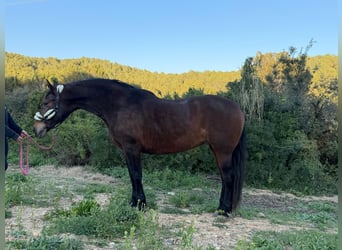 Andalusier, Stute, 14 Jahre, 162 cm, Dunkelbrauner