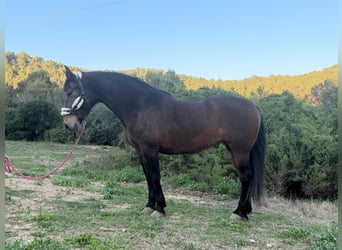 Andalusier, Stute, 14 Jahre, 162 cm, Dunkelbrauner