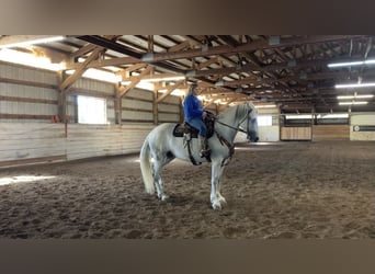 Andalusier Mix, Stute, 14 Jahre, 163 cm, Schimmel