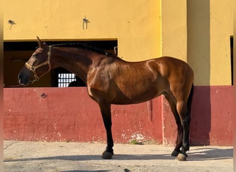 Andalusier, Stute, 14 Jahre, 164 cm, Brauner