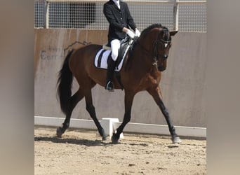 Andalusier, Stute, 14 Jahre, 165 cm, Rotbrauner