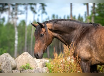 Andalusier, Stute, 15 Jahre, 154 cm, Brauner