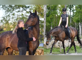 Andalusier, Stute, 15 Jahre, 154 cm, Brauner