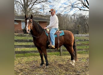 Andalusier, Stute, 15 Jahre, 155 cm, Rotbrauner