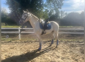 Andalusier Mix, Stute, 15 Jahre, 157 cm, Schimmel
