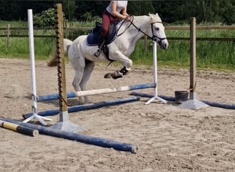 Andalusier Mix, Stute, 15 Jahre, 157 cm, Schimmel