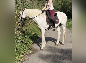 Andalusier Mix, Stute, 15 Jahre, 157 cm, Schimmel